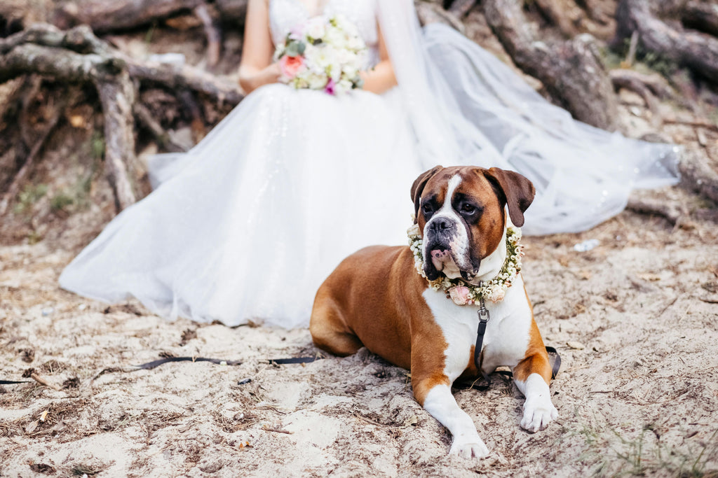 Wedding dog